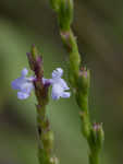 Narrowleaf vervain